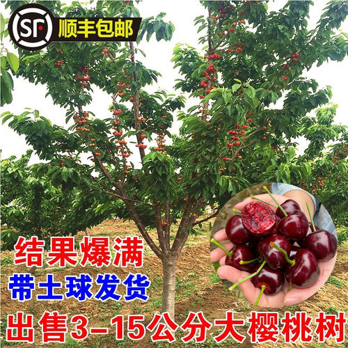 特大车厘子树苗带土球嫁接樱桃树