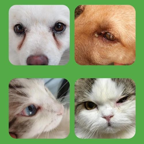 喵派泪痕清口服液狗狗泪痕猫咪比熊博美泰迪流眼睛泪腺泪痕口服液