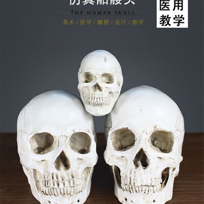 艺用人体肌肉骨骼骷髅模型绘画素描艺考美院美术教学1:1头骨摆件