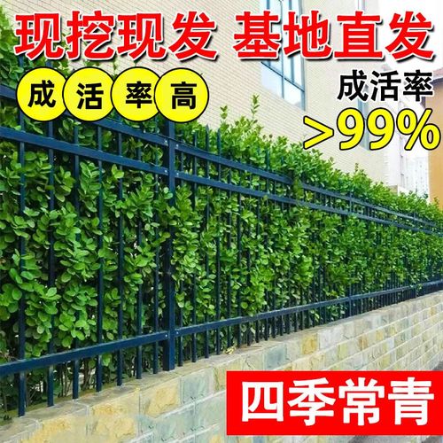 冬青树苗法国直立篱笆墙庭院围墙植物四季常青绿篱大叶北海道黄杨