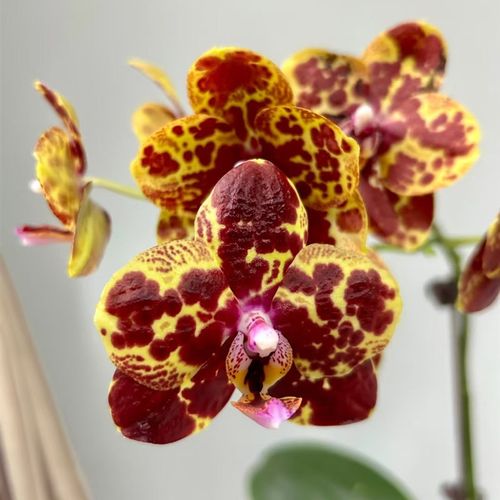 蝴蝶兰黄蟒3.0寸加高杯