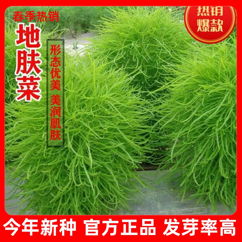 绿肤地子苗肤海花菜地种种子美景肤扫孔院雀观菜草松花种帚子庭籽