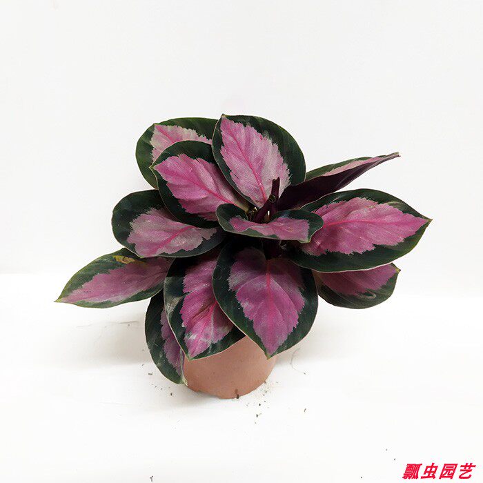 红玫瑰竹芋 盆栽 彩叶植物 四季养植 室内桌面花卉 包邮