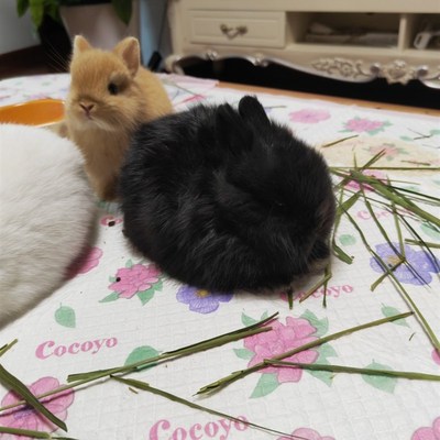 乌黑发量的黑色侏儒兔宝宝 双血统 家养 包健康