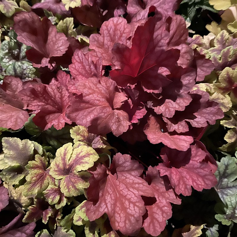 矾根盆栽多年生耐阴宿根花卉室外阳台庭院花园花镜搭配别墅地栽