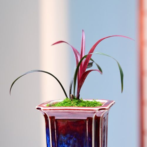 红草红荷建兰钧窑名贵矮种兰花苗陶瓷好养红花小盆栽室内客厅茶几