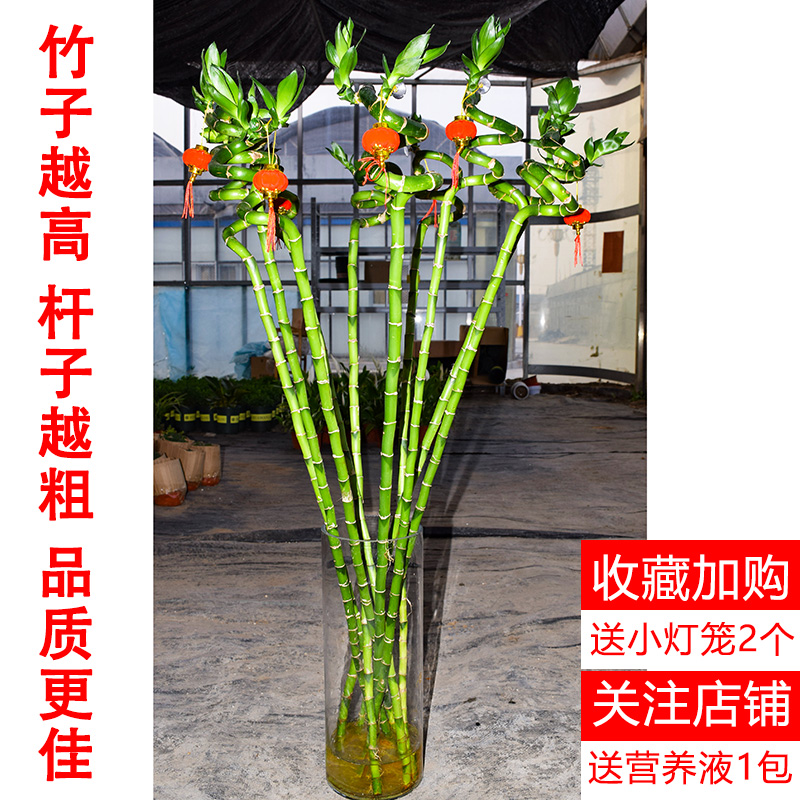 带根富贵竹植物转运竹龙竹水培开运竹子植物盆栽客厅水养绿植招财