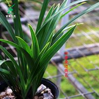 翁帶源蘭花建蘭小【桃紅開hzy77606花卉機器】花苞開花濃香好養(yǎng)室