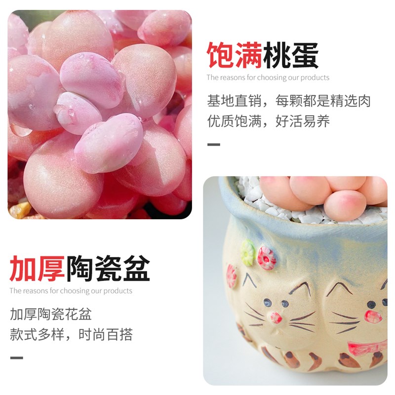 桃蛋多肉植物高端小盆栽带陶瓷花盆稀有精品办公室内客厅桌面摆件