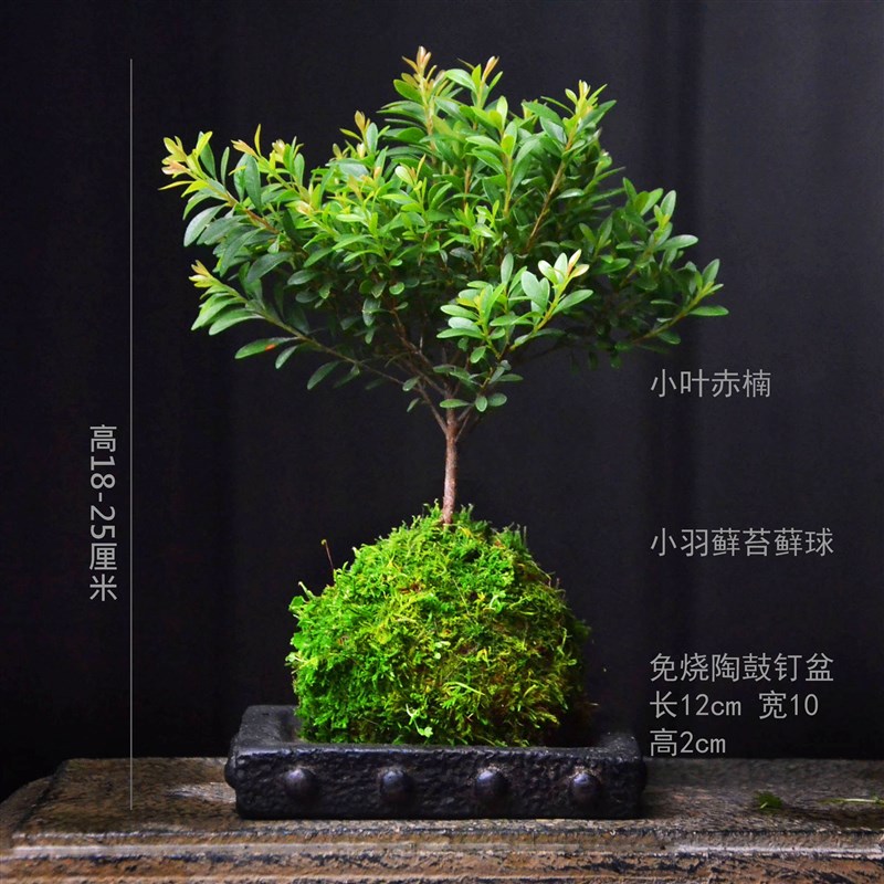 小叶赤楠老桩苔玉藓球室内盆景植物绿植易养茶桌书桌四季常青盆载