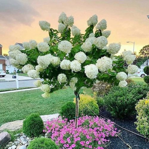 圆锥绣球中华木绣球盆栽苗阳台庭院树花苗耐热好养早春栎叶绣球