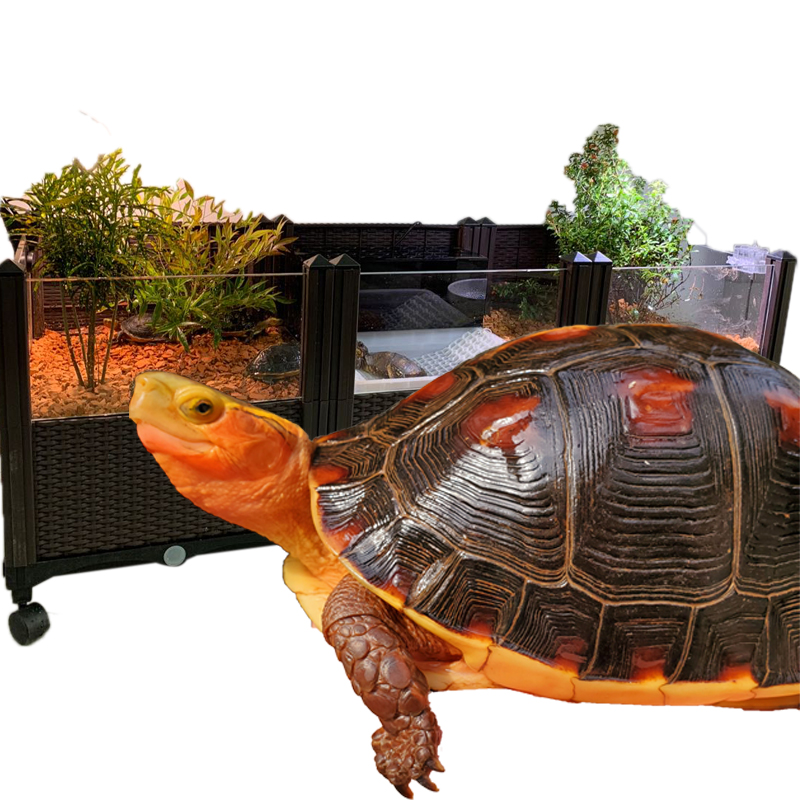 黄缘龟饲养箱安缘台缘专用生态植物造景环境养殖大型乌龟缸玻璃