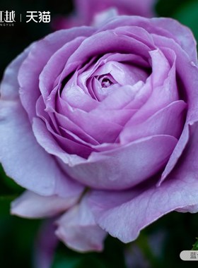 蓝色风暴月季花苗盆栽灌木大花切花月季多头玫瑰盆栽虹越月季大苗