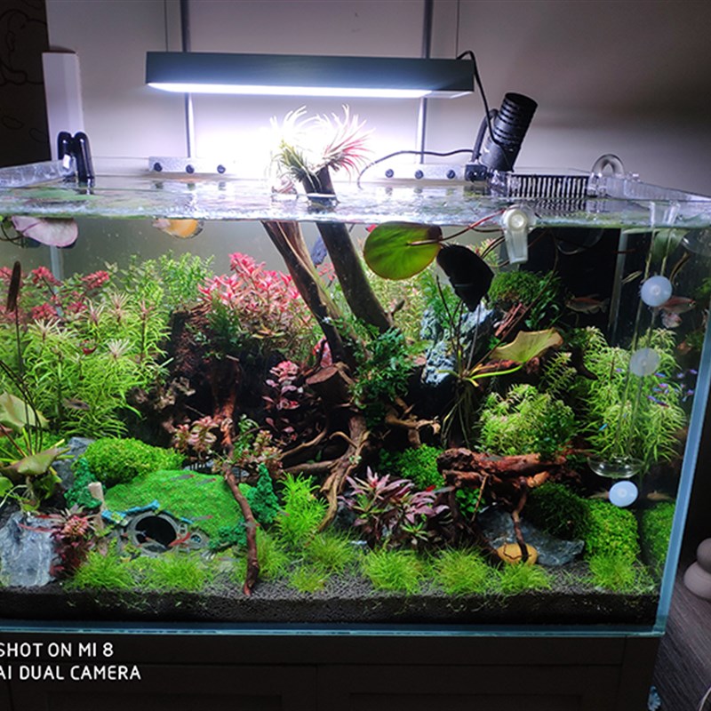 无土养殖懒人前景鱼缸水草造景迷你毡牛毛坨草淡水植物新手免种