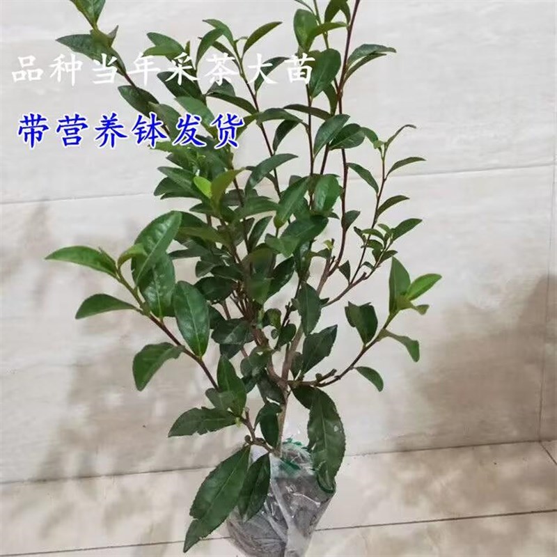 茶树盆景盆栽茶叶树苗 老桩原土原育苗盆南北方种植四季常青龙井