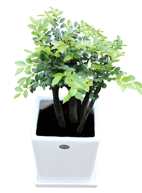 小叶紫檀盆景树桩绿植水培植物办公室盆栽室内绿色观叶净空气植物