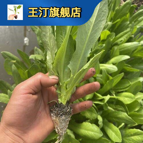 大叶油麦菜苗秧苗四季种