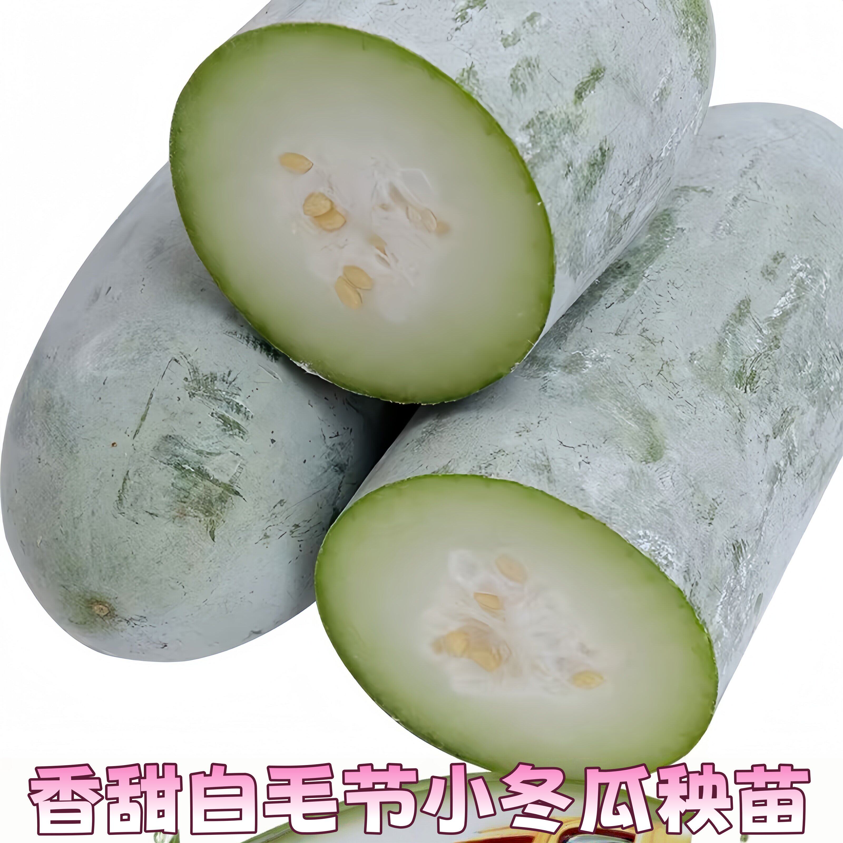 漳州小冬瓜苗秧现挖迷你白毛节瓜农家种植当季时令蔬菜香冬瓜秧苗