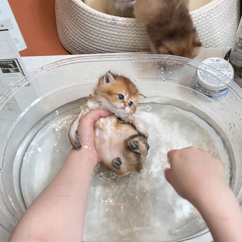 小猫洗澡盆宠物洗澡盆猫咪专用浴缸猫猫沐浴盆狗狗泡澡防跑洗猫盆