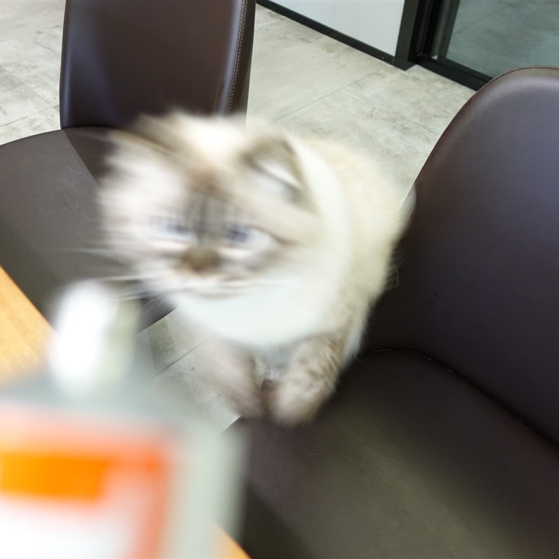 大胖商店 RedDog红狗化毛膏猫去毛球赖氨酸膏肽钙膏幼犬猫营养膏