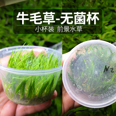 无菌前景水草迷你牛毛水草牛毛毡鱼缸水族装饰造景迷你好养真水草