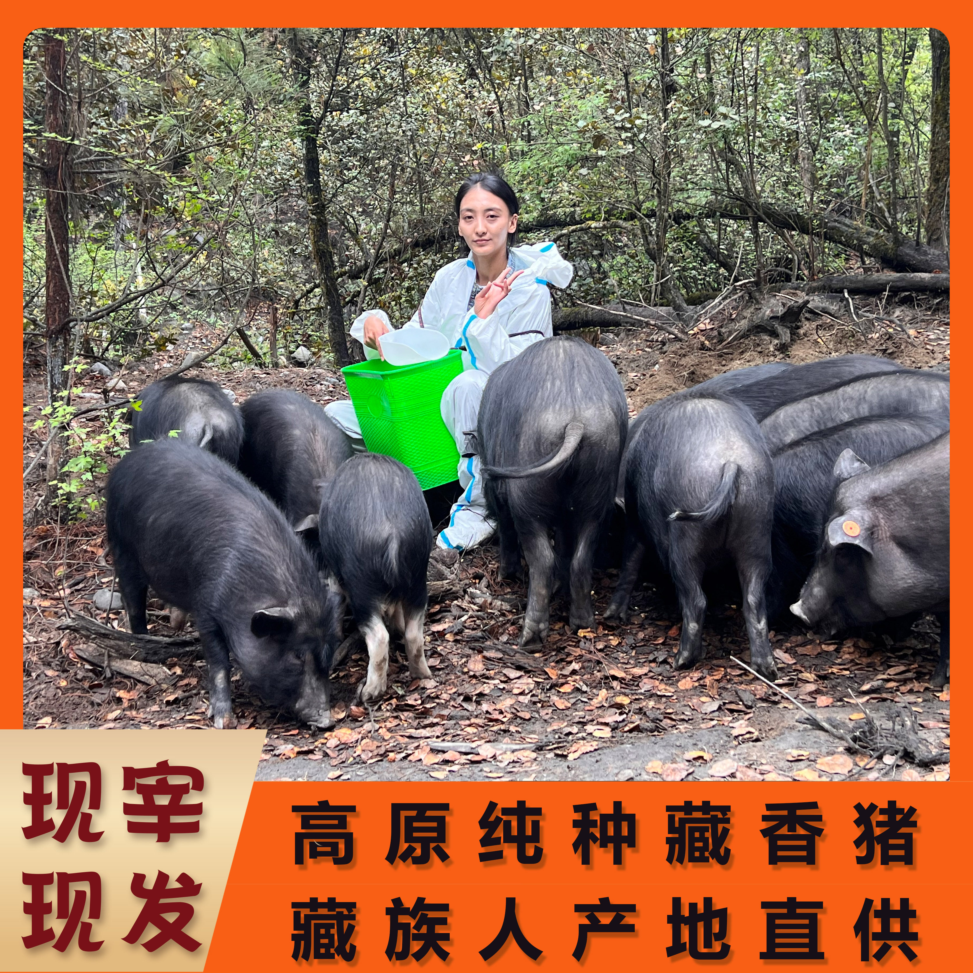 卓玛阳光藏香猪半头/整头 正宗新鲜藏香猪肉 散养纯种藏族人直供,水产肉类/新鲜蔬果/熟食,生猪肉,淘宝优惠券,粉丝福利购,淘宝优惠卷