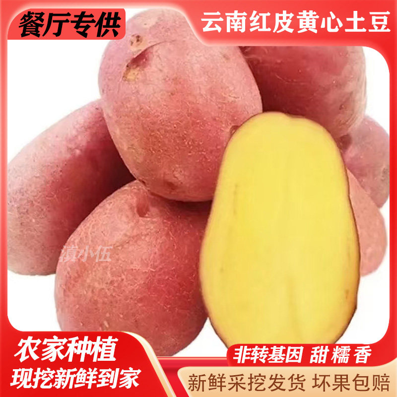 红皮黄心洋芋土豆云南特产新鲜蔬菜餐厅批发零售健康火锅美食