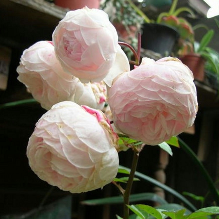 玉玲珑粉妆楼月季花苗四季包子花朵浓香庭院阳台花卉植物玫瑰盆栽