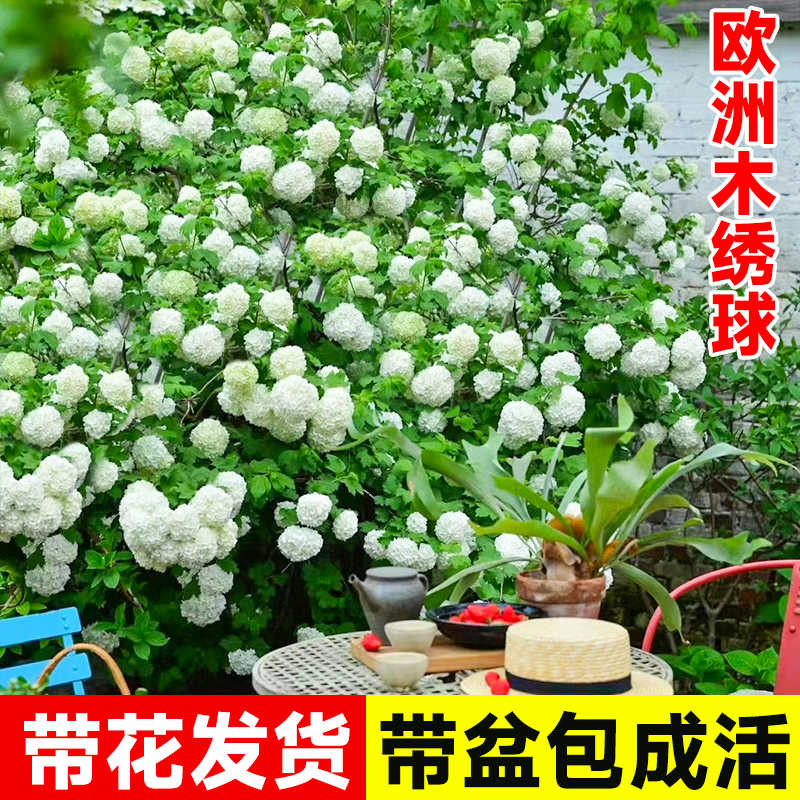 欧洲木绣球花苗盆栽带花中华木绣球玫瑰老桩树苗四季阳台庭院花卉