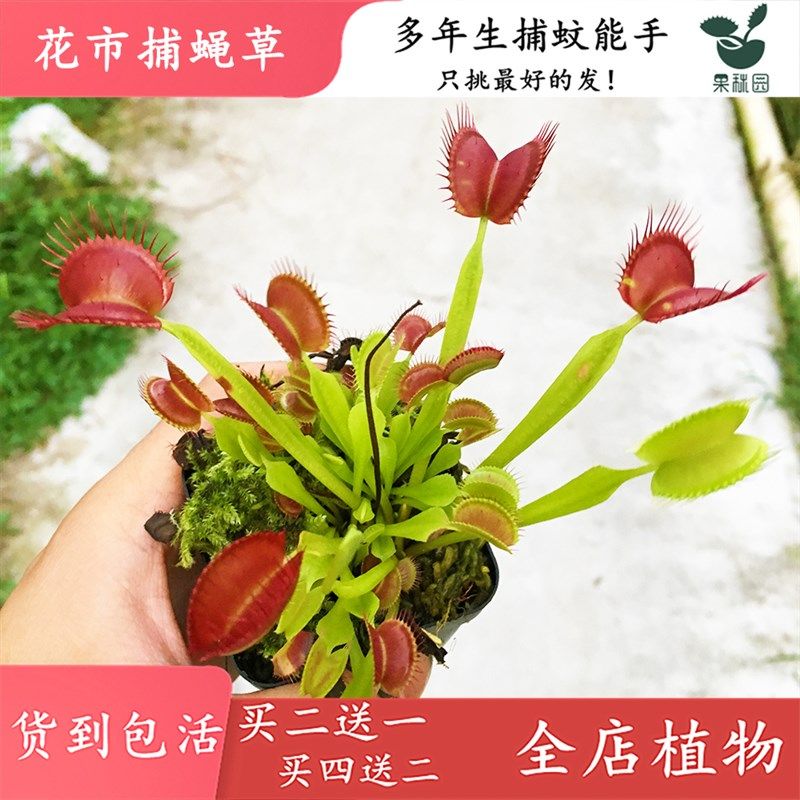 花市捕蝇草【食虫植物食虫草驱蚊草捕蚊草捕虫草绿植抓蚊子盆栽】