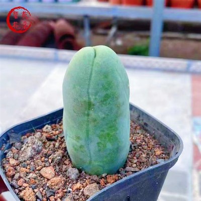 程程柱成程柱JJ柱无刺仙人柱仙人球仙人掌多肉植物稀有品种盆栽