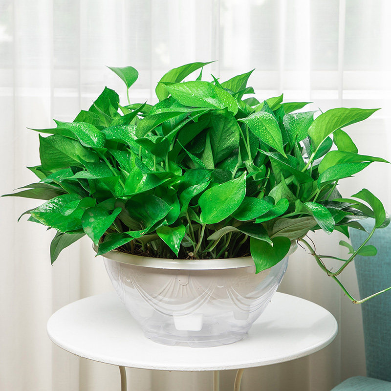 大叶绿萝盆栽室内长藤垂r吊植物水培绿植吸除甲醛净化空气绿箩花