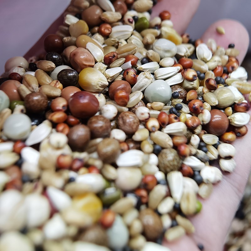 50斤品龙d幼鸽鸽粮无玉米A级饲料鸟食鸽子粮食信鸽粮江浙沪皖