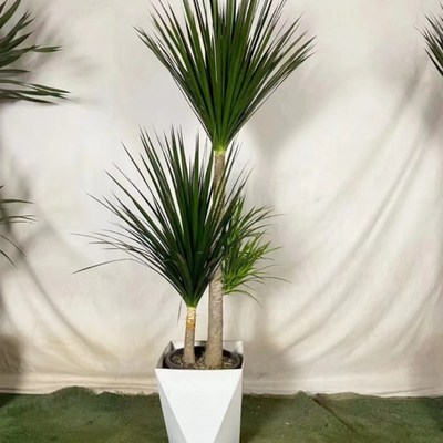 黑珍珠龙血树盆栽k细叶双层多头龙须树老桩大型室内客厅绿植苗好