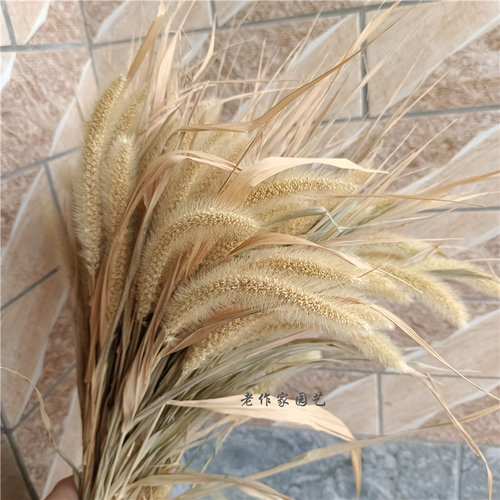 干花狗尾巴草软装材料q摆放花卉场景布置质朴天然植物天然干花束