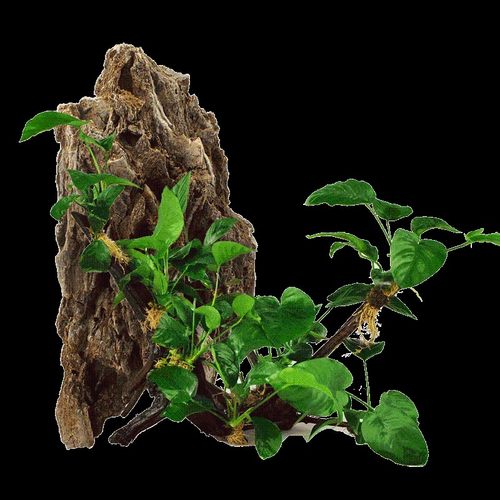 懒人水草a 入缸成景 鱼缸水草 沉木莫丝水草多头沉木水榕沉木水草