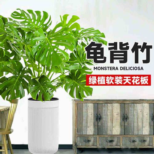 大叶龟背竹客厅大盆栽老桩植物室内大型绿植落地大花盆水培好养活