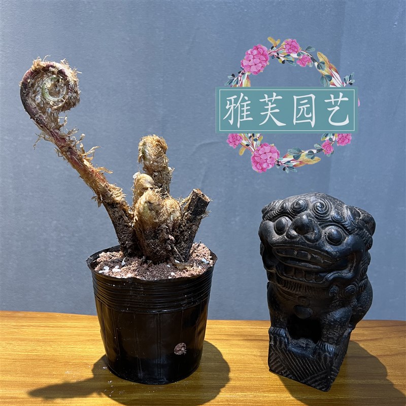 胎生狗脊蕨一叶蕨类植物老桩盆景网红蕨室内绿植造景禅意中式盆栽
