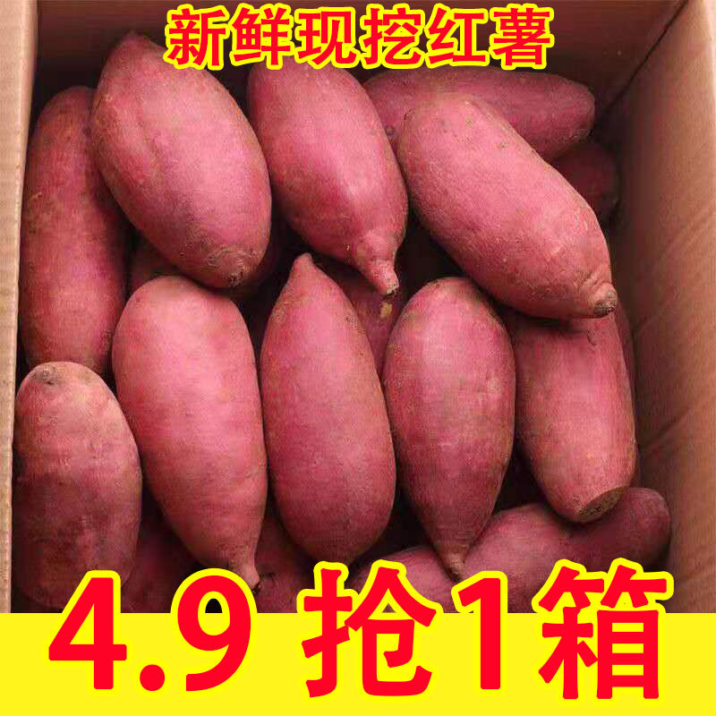板栗蜜薯9斤新鲜红薯农家自种糖心地瓜山东烟薯番薯小香薯