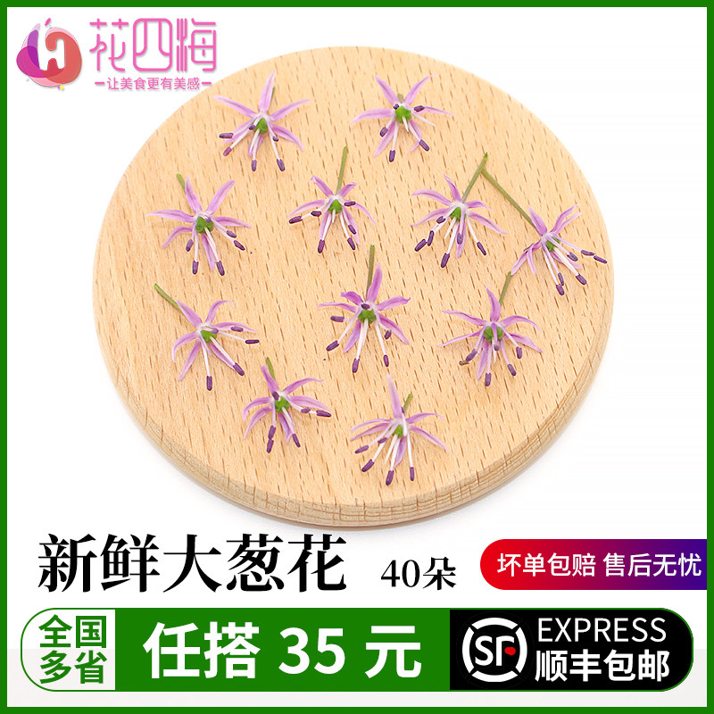 新鲜小莳萝花小茴香花香料