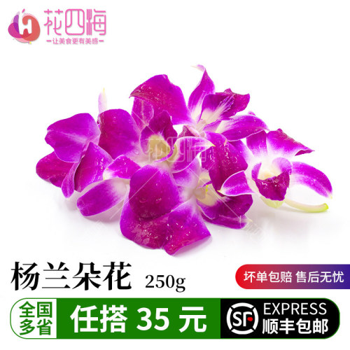 新鲜采摘杨兰花价优火锅点缀装饰