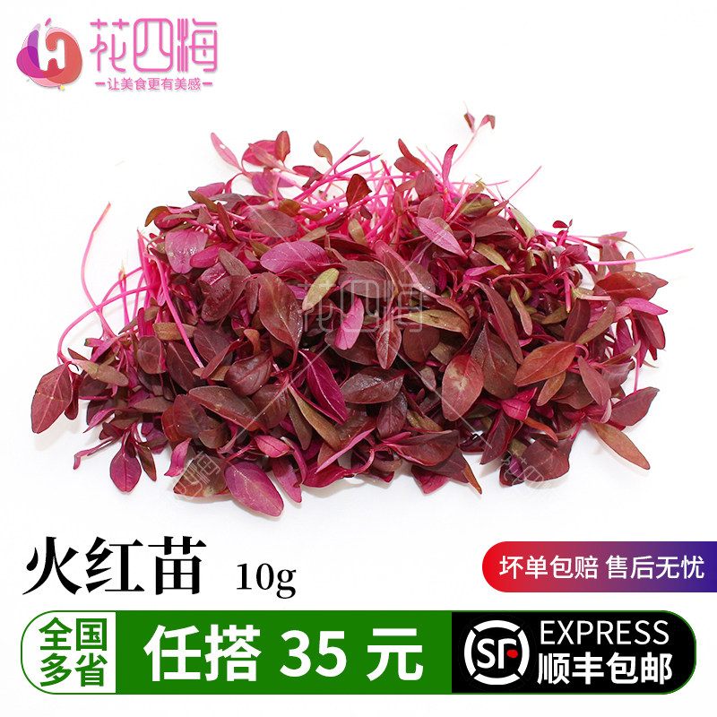 新鲜蔬菜 火红苗 安曼红苗 斯卡纳苗现采摘芽苗10g 西餐摆盘装饰