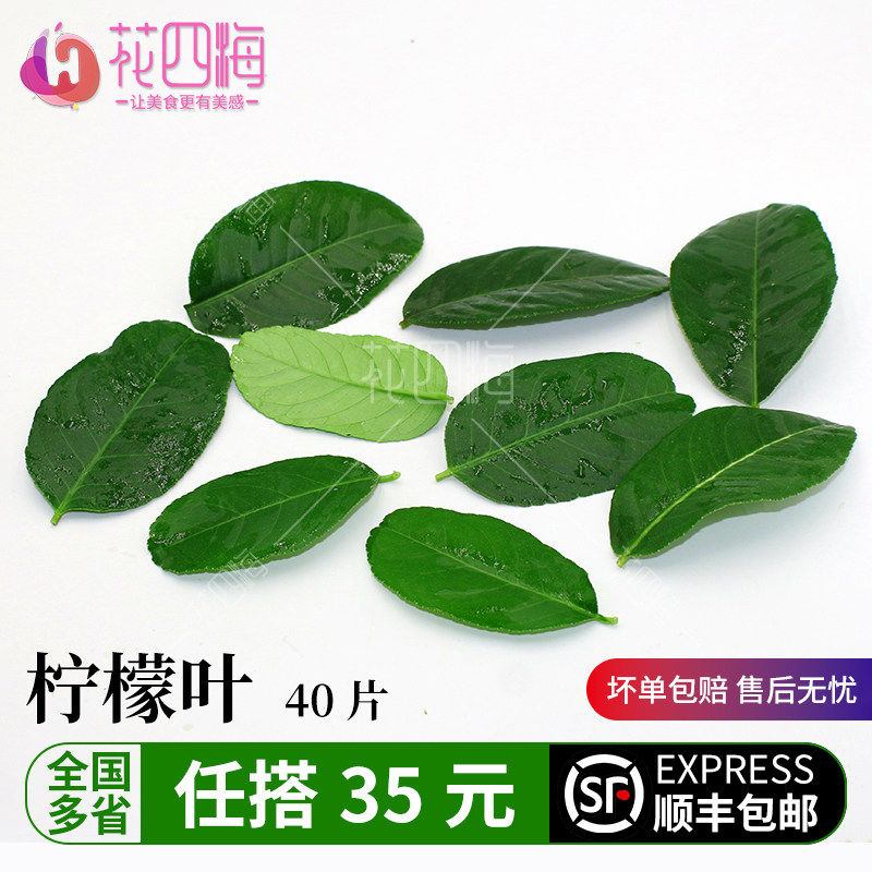 新鲜 柠檬叶40片 青柠叶 冬阴功香料调 摆盘装饰鲜花酒店装盘点缀