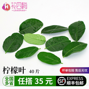 新鲜 柠檬叶40片 青柠叶 冬阴功香料调 摆盘装饰鲜花酒店装盘点缀