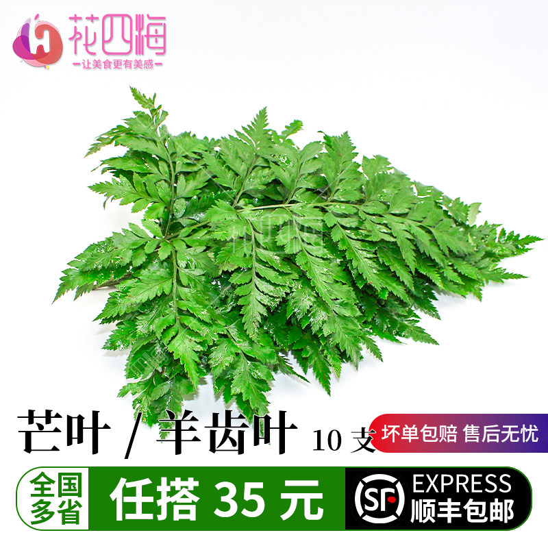 新鲜高山羊齿叶 芒叶 杨子叶草蕨西餐摆盘装饰花草烘焙装饰叶子