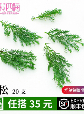 新鲜雾松20支 酒店冷艺摆盘鲜花 绿松支 黑松枝 日料装饰点缀花草