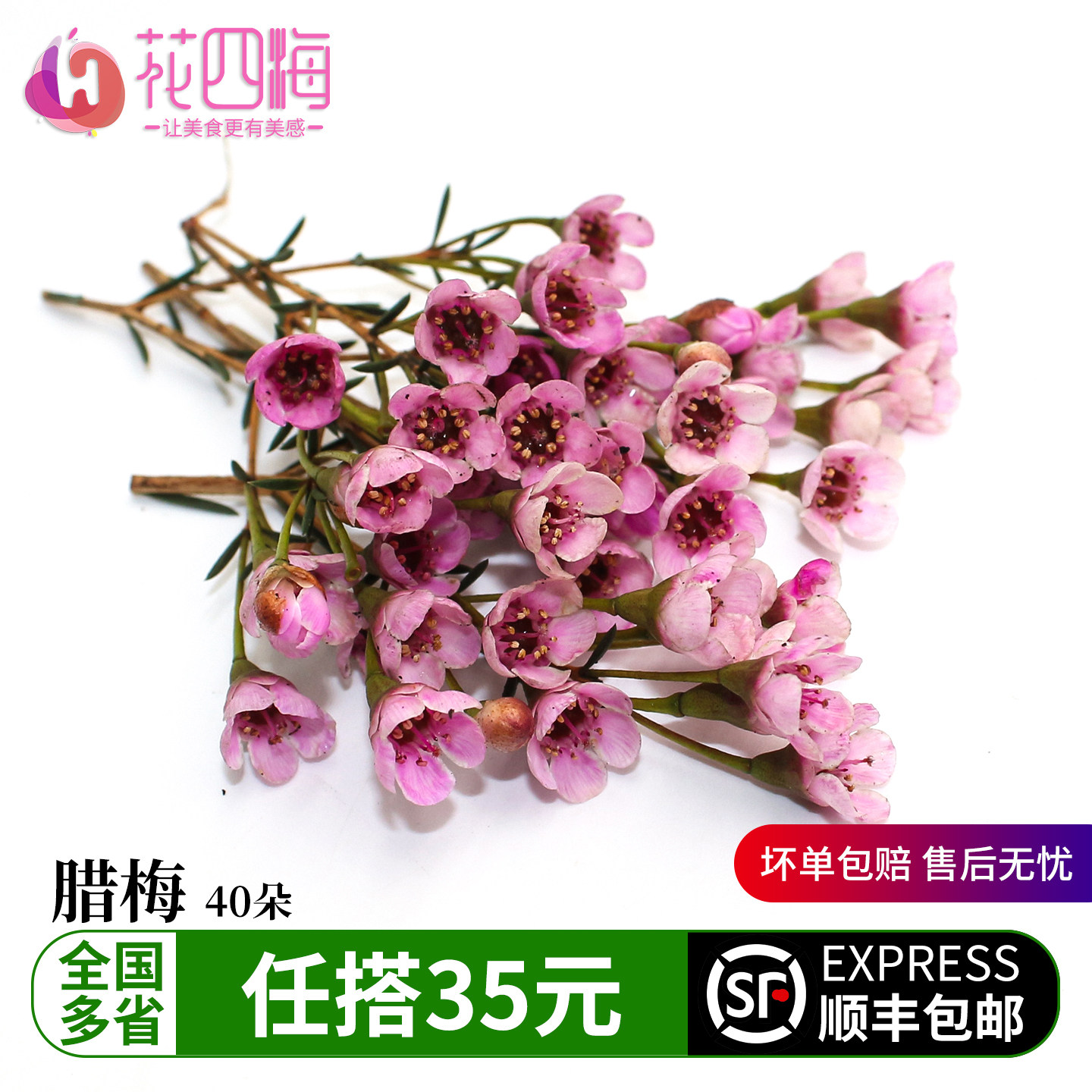 新鲜粉色澳梅 腊梅 傲梅 梅花 日料酒店西餐摆盘装饰冷盘点缀花草
