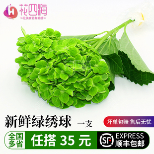 酒店饭店西餐冷艺摆盘装 1把 饰花草绿绣球 青绣球 新鲜绿色绣球花