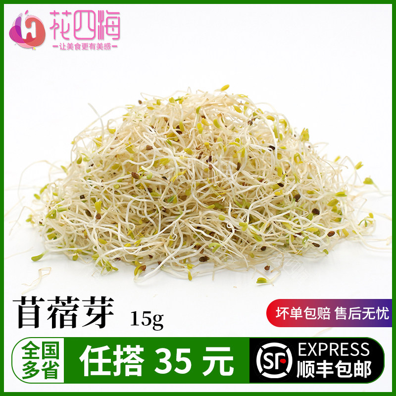 新鲜苜蓿芽15g苜蓿苗 轻食素食西餐摆盘装饰菜餐饮酒店摆盘鲜花草