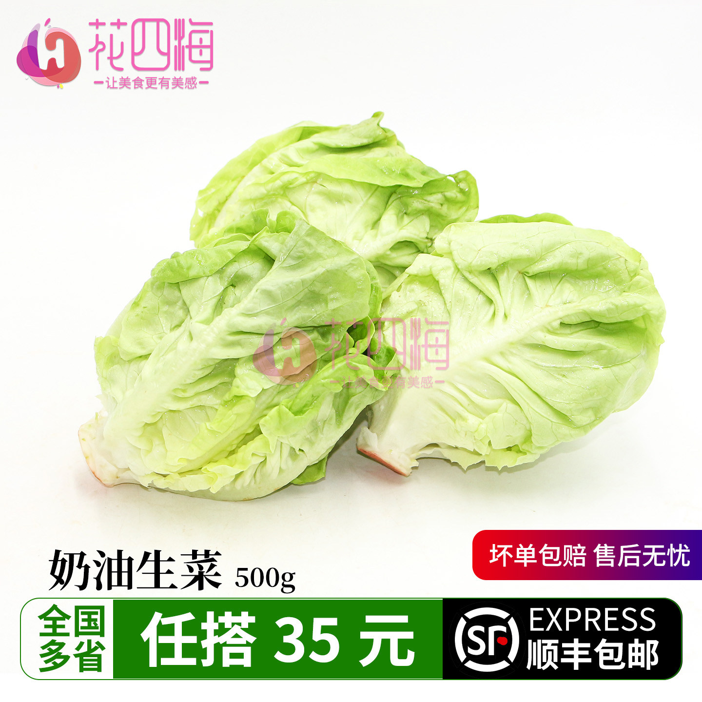 新鲜奶油生菜500g 波斯顿生菜西餐沙拉蔬菜火锅涮锅 轻食健身食材